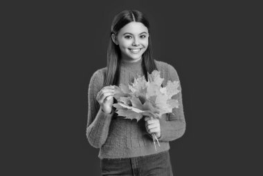 Düşen yapraklar. Sonbahar tarzı akçaağaç yapraklı bir kız. Sonbahar modası. Sonbahar sezonu. Sonbahar yaprakları ve kırmızıda izole edilmiş mutlu genç kız. Genç kız sonbahar akçaağaç yaprağını tutuyor. Hışırdayan yapraklar.