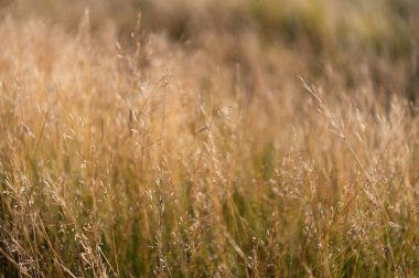 Sonbahar ya da sonbahar. Kuru çimenli kırsal doğa. Çimenli çimenli yaz çayırı. Saha doğası. Otlak arazisi çayırı. Kırsal kesimde. Seçici odak.