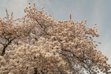 Sakura ağacı çiçeği. Bahar doğası. Sakura ağacı çiçeği. Ağaçtaki güzel, pembe bir çiçek. Baharda çiçek açan Sakura ağacı. Güzel bir bahar sezonu. Kiraz çiçeği manzarası.