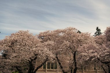 sakura tree bloom at buildings on blue sky background.