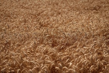 Yazın hasat zamanı. Olgun buğday hasadıyla tarım tarlası. Kır çiftçiliği. Arpa taneciği ve dikenli diken. Buğday kulağı geçmişi. Olgun arpa tarlası. Arpa hasadı.