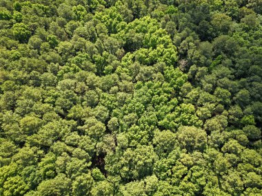 Bereketli ormanlarda yeşil ağaçlı yaz manzarası manzaralı gökyüzü yağmur ormanları ekosistemi ve sağlıklı çevre arka planı.