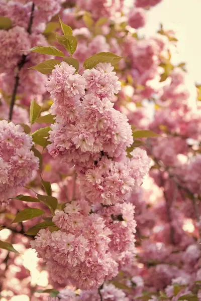 güzel pembe Japon kiraz çiçeği çiçek açan bahar ağacında.