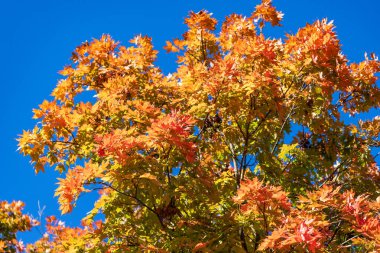 Düşen yapraklar. Sonbahar doğa ormanı. Turuncu ve sarı yapraklar. Sonbahar sezonu renkleri. Sonbaharda doğa. Sonbahar havası açık havada. Sonbahar doğa ormanında yapraklar. Hareketli yürüyüş.