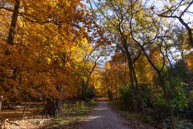 Ağaçtan düşen yapraklar. Sonbahar meltemi. Sonbahar ağacı. Sonbahar sezonunda doğa. Sonbahar güneşli bir gün. Ağaçta mevsimlik yapraklar. Doğal sonbahar yaprakları. Doğanın sonbahar güzelliği. Sonbahar mevsimi doğası.