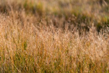 Kırsal kesimde. Sonbahar ya da sonbahar. Kuru çimenli kırsal doğa. Çimenli çimenli yaz çayırı. Saha doğası. Çayırlık çayır.
