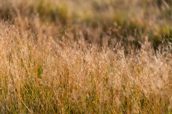 Kırsal kesimde. Sonbahar ya da sonbahar. Kuru çimenli kırsal doğa. Çimenli çimenli yaz çayırı. Saha doğası. Çayırlık çayır.