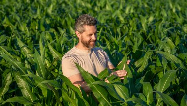 Mısır tarlasında çiftçi. Hasat mahsulü. Mısır tarlası çiftçisi. Tarımsal mısır tarlası hasat mevsimi. Ekin tarlasında hasat yapan adam. Sahadaki hasatçıyı. Kalite standardı. Arazi ve tarım.