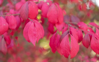 Sonbahar ağacı dalı. Sonbahar sezonunda doğa. Sonbahar kırmızı yaprakları. Ağaçta mevsimlik kırmızı yapraklar. Doğal sonbahar yaprakları. Doğanın sonbahar güzelliği. Sonbahar mevsimi doğası. Ağaçta sonbahar yaprakları.