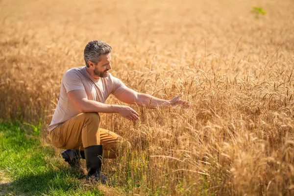 Tarımcı çiftçi adam. Ürün koruması. Tarım çiftliği. Buğday tarlasında çiftçi. Hasat ve çiftçilik. Tarlada çiftçi. İspanyol çiftçi tarla hasadını kontrol ediyor. Boşluğu kopyala.