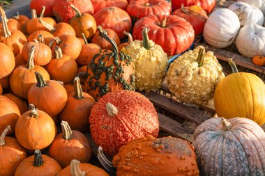 Tüm Cadılar Bayramı. 31 Ekim. Cadılar Bayramı kabağı turuncu arka planı. Mutlu Cadılar Bayramı. Sonbaharda kabak hasadı. Ölüm günü. Ölü Cadılar Bayramı kabağı. Şeker mi şaka mı? Tüm Cadılar Bayramı 'nı kutlayın..