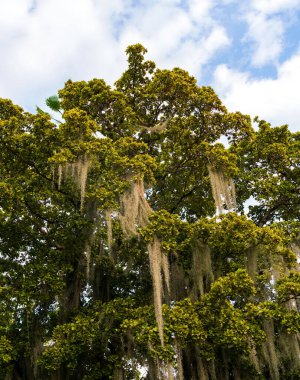Egzotik doğa. İspanyol yosunu ağacı. İspanyol yosun ağacı. Asılan yosunlu ağaç bitkisi. İspanyol yosun ağacıyla tropik bir açık hava sahnesi. Barışçıl egzotik doğa.