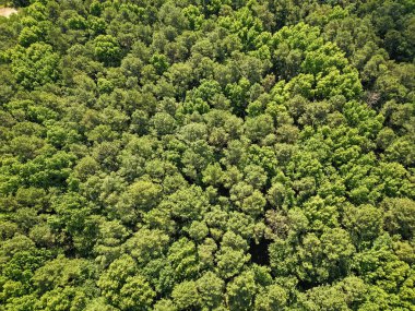 Yaz havası manzaralı yeşil orman. Yağmur ormanlarının ekosistemi ve sağlıklı bir çevre. Orman doğası geçmişi. Yeşillik ormanda büyüyen ağaç. Doğa manzarası. Baharda ormanın manzarası. Orman.
