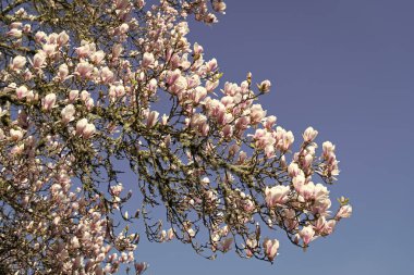 Çiçekli manolya. Manolya çiçeği ve çiçek. Güzel bir bahar sezonu. Mavi gökyüzüne karşı pembe manolya çiçeği. Bahar doğası. Çiçekli manolya ağacı. Polen alerjisi..