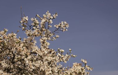 Güzel manolya çiçeği baharda ağaçta çiçek açar.