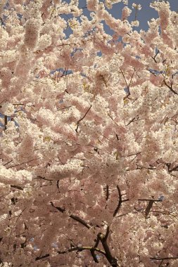 Bahar doğası. Çiçekli Sakura ağacı. Çiçek açan Sakura. Sakura çiçeği ve çiçek. Güzel bir bahar sezonu. Mavi gökyüzüne karşı pembe Sakura çiçeği. Japon kiraz çiçekleri..