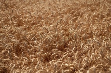 Buğday kulağı geçmişi. Olgun arpa tarlası. Arpa hasadı. Yazın hasat zamanı. Olgun buğday hasadıyla tarım tarlası. Kır çiftçiliği. Emek hasat ediyorum. Arpa taneleri ve dikenler..