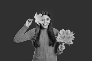 Sonbahar modası. Sonbahar sezonu. Sonbahar yaprakları ve kırmızıda izole edilmiş mutlu genç kız. Genç kız sonbahar akçaağaç yaprağını tutuyor. Düşen yapraklar. Sonbahar tarzı akçaağaç yapraklı bir kız. Parlak sarılar.