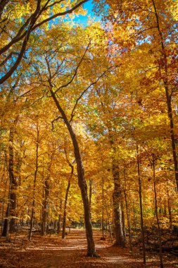 Doğal sonbahar havası. Mevsimlik orman. Doğal düşen yapraklar. Ağaçta sonbahar yaprakları. Sonbahar mevsimi doğası. Parlak renk düşüyor. Doğa fotoğrafçılığı. Sonbahar sezonu. Sonbahar yaprakları renk değiştirir.