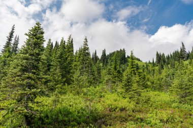 Doğa dağ ormanı. Dağdaki yeşil orman manzarası. Karışık ormanın doğası. Manzaranın doğası. Manzaralı orman manzarası. Ormanlı tepe manzarası. Tepe ve çayır.