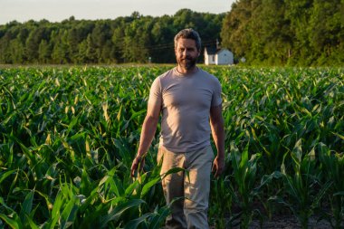 Hasat mahsulü. Mısır tarlası çiftçisi. Tarımsal mısır tarlası hasat mevsimi. Ekin tarlasında hasat yapan adam. Sahadaki hasatçıyı. Gün batımı daması. Arazi ve tarım. Mısır tarlasında çiftçi.