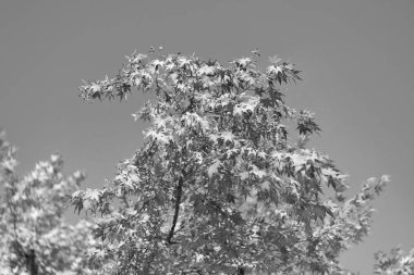 Sonbahar ağacı. Sonbahar sezonunda doğa. Sonbahar güneşli bir gün. Ağaçta mevsimlik yapraklar. Doğal sonbahar yaprakları. Doğanın sonbahar güzelliği. Sonbahar mevsimi doğası. Akçaağaç yaprakları dökülüyor. Soğuk sonbahar havası.