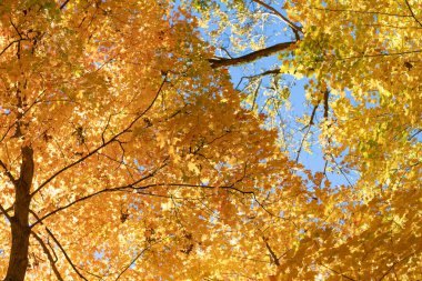 Sonbahar güneşli bir gün. Ağaçta mevsimlik yapraklar. Doğal sonbahar yaprakları. Doğanın sonbahar güzelliği. Sonbahar mevsimi doğası. Ağaçtan düşen yapraklar. Parlak renkler. Sonbahar ağacı. Sonbahar mevsiminde doğa.