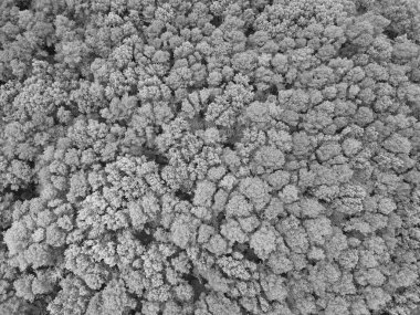 Yağmur ormanlarının ekosistemi ve sağlıklı bir çevre. Yeşil ağaç ormanının arka planı. Ormanda yaz yeşili ağacı. Tropik yeşil ormanın doğal manzarası. Gökyüzü manzaralı orman ağacı.