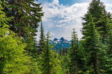 Dağdaki yeşil orman manzarası. Karışık ormanın doğası. Manzaranın doğası. Manzaralı orman manzarası. Ormanlı tepe manzarası. Doğa dağ ormanı. Fısıldayan çam ağaçları.