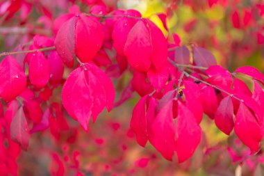 Doğal sonbahar yaprakları. Doğanın sonbahar güzelliği. Sonbahar mevsimi doğası. Ağaca düşen yapraklar. Okul zamanı. Sonbahar ağacı dalı. Sonbahar sezonunda doğa. Sonbahar kırmızı yaprakları. Ağaçta mevsimlik kırmızı yapraklar.