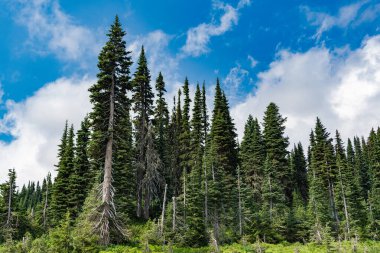 Ormanlı tepe manzarası. Doğa dağ ormanı. Dağdaki yeşil orman manzarası. Karışık ormanın doğası. Manzaranın doğası. Manzaralı orman manzarası. Çam kokulu hava.