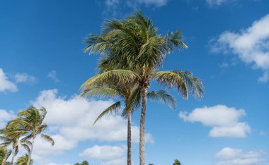 Egzotik doğa. Palmiye ağacı. Miami güney sahilinde yaz tatili. Kaliforniya palmiyesi. Miami 'de tropik bir sahil. Palmiye ağacıyla tropik bir açık hava sahnesi. Tropik yaz tatili. Gölgeli palmiye vahası.