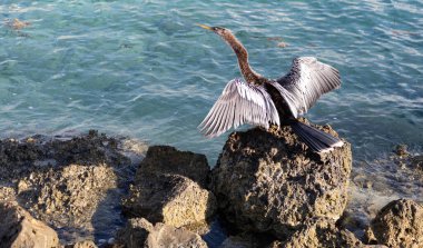 Ve dışarıda oturan bir menteşe. Denizde yalnız bir anhinga. Suyun yanındaki yılan kuşu. Deniz dartı kuşu. Hayvan ve doğa. Yılan kuşu suyu gözlemliyor. Gagalı ve tüylü bir deniz kuşu. Boşluğu kopyala.