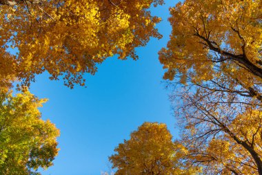 Sonbahar güneşli bir gün. Ağaçta mevsimlik yapraklar. Doğal sonbahar yaprakları. Doğanın sonbahar güzelliği. Sonbahar mevsimi doğası. Ağaçtan düşen yapraklar. Parlak renkler. Sonbahar ağacı. Sonbahar mevsiminde doğa.