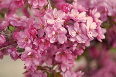 Doğada dalda açan pembe sakura. Baharın doğal fotoğrafı Sakura çiçek açıyor. Doğada bahar sakurası. Sakura doğada.