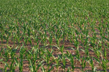 Hasat ve tarım. Çiftlikteki ekin ekimi. Hasat zamanı. Mısır hasadıyla hasat. Tarım ve ekin. Tarım tarlasında yeşil ekin bitkisi.