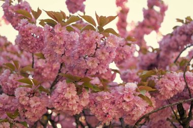 Güzel sakura çiçeğinin fotoğrafı. bahar sakura çiçeği. bahar sakura çiçeği. Sakura dalda çiçek açar..