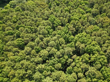 Orman doğası geçmişi. Yeşillik ormanda büyüyen ağaç. Doğa manzarası. Baharda manzara ormanı. Yaz havası manzaralı yeşil orman. Yağmur ormanlarının ekosistemi ve sağlıklı bir çevre. İklim değişikliği.