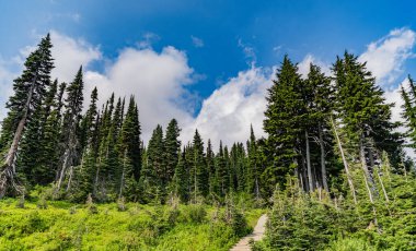 Manzaranın doğası. Manzaralı orman manzarası. Ormanlı tepe manzarası. Doğa dağ ormanı. Dağdaki yeşil orman manzarası. Karışık ormanın doğası. Tepe ufku.