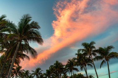 Palmiye ağacı siluetiyle yaz günbatımı. Egzotik doğa. Palmiye ağacı. Miami, Florida 'da yaz tatili. Güneşli bir günde palmiye ağacı. Miami 'deki tropik plaj.