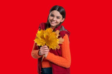 Sonbahar sezonu modası. Genç kız sonbahar yaprağını tutuyor. Kırmızı akçaağaç yaprağıyla eğlenen mutlu kız. Sonbahar doğası ellerimizde. Çocukluk mutluluğu. Sonbaharda moda tarzı. Sonbahar renkleri.