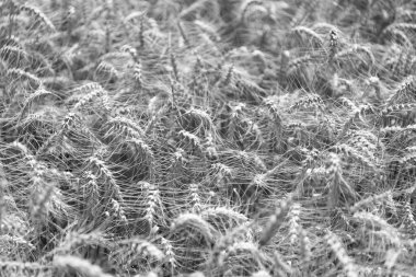 Kır çiftçiliği. Arpa taneli dikenler. Buğday kulağı geçmişi. Olgun arpa tarlası. Arpa hasadı. Yazın hasat zamanı. Hasat teknikleri. Olgun buğday hasadıyla tarım tarlası.