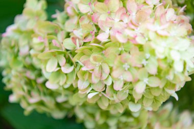 Yazın açık havada ortanca. Ortanca çiçek bahçesi. Yaz ortancaları. Ortanca. Yaz baharı doğası. Çiçek açan bahar çiçeği. Yaz çiçeği. Sera bahar bitkisi.