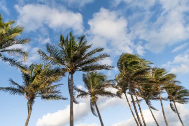 Palmiye ağacı. Florida 'da yaz tatili. Kaliforniya palmiyesi. Miami 'de tropik bir sahil. Palmiye ağacıyla tropik bir açık hava sahnesi. Tropik yaz tatili. Egzotik doğa. Yemyeşil palmiye yaprakları.