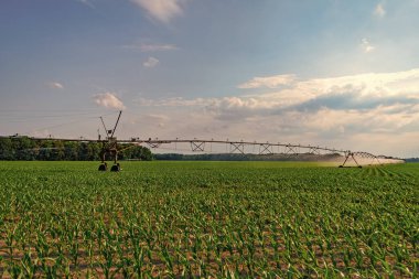 Tarım ve tarım. Kırsal kesimdeki tarımsal tarlaları sulama sistemi. Organik sebze çiftliği. Su fıskiyesi sulama alanı. Damlatma sulama sistemi. Ekin sulama. Tarla ekinleri.