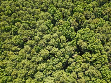 Ormanda yeşil ağaçlı, havadan manzaralı yaz manzarası..