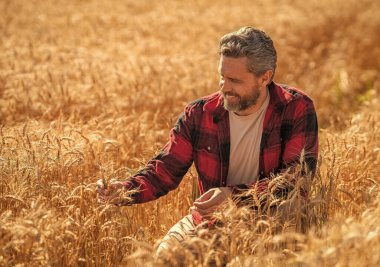 Tarım çiftliği. Buğday tarlasında çiftçi. Hasat ve çiftçilik. Tarlada çiftçi. İspanyol çiftçi tarla hasadını kontrol ediyor. Çiftçinin gururu çiftçidir, kopyalama uzayı. Ekin koruması.
