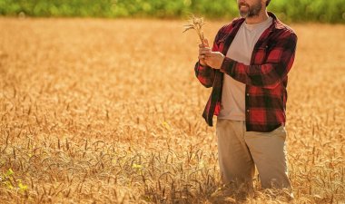 İspanyol çiftçi tarla hasadını kontrol ediyor. Tarımcı çiftçi adam. Ürün koruması. Tarım çiftliği. Buğday tarlasında çiftçi. Hasat ve çiftçilik. Tarlada çiftçi, kırpık manzara.