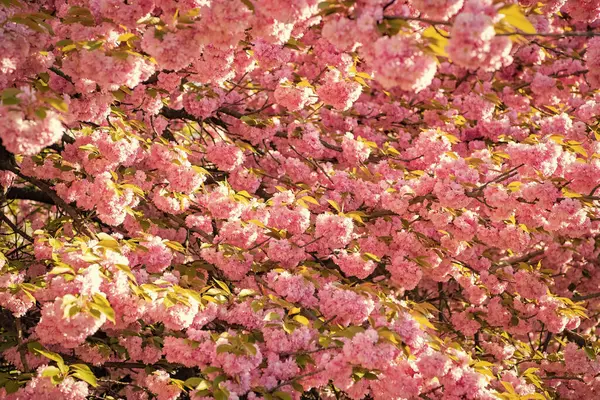 Pembe bahar sakura çiçeği. Bahar sakurası dalda çiçek açıyor. Sakura çiçeğinin fotoğrafı. bahar sakura çiçeği.