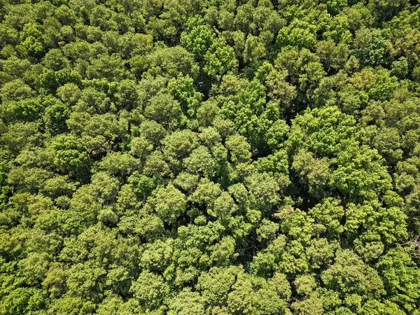 Ormanda yeşil ağaçlı, havadan manzaralı yaz manzarası..
